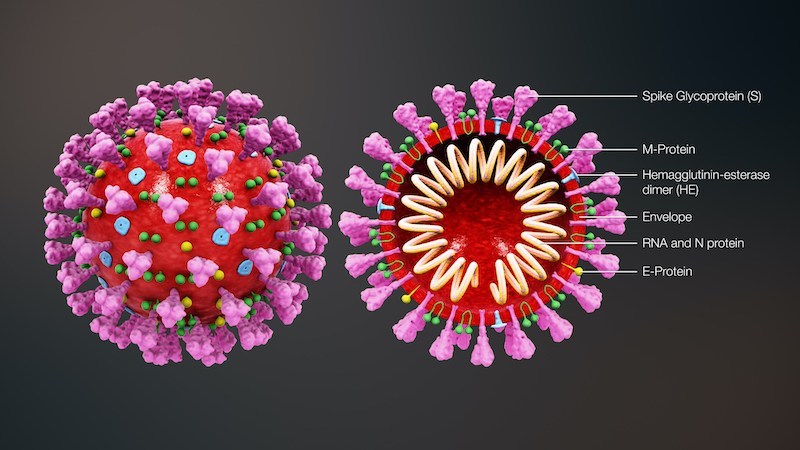 Diagram of Corona virus