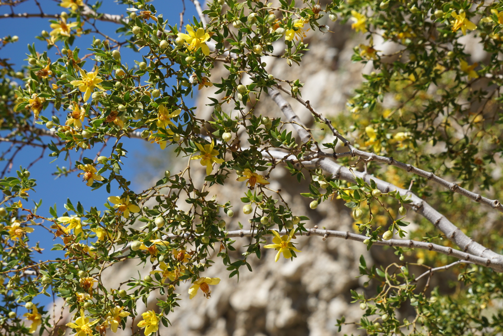 creosote in Anza Borrego Desert