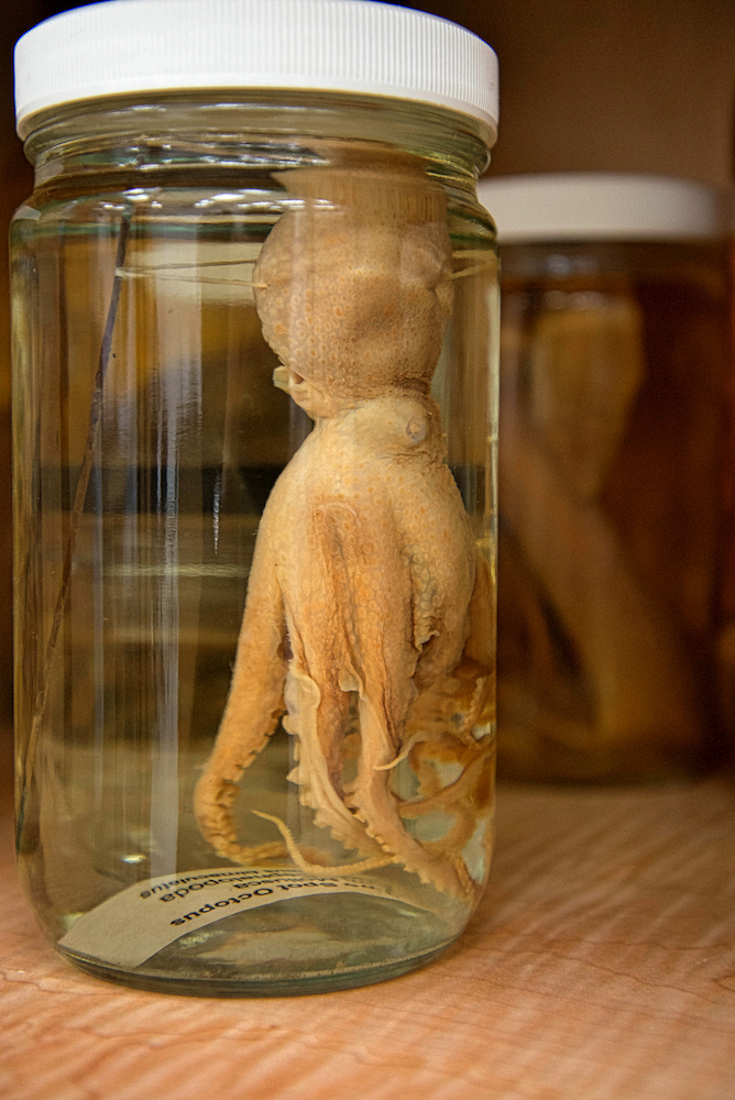 preserved octopus specimen